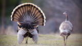 How to Overcome Call-Shy Gobblers
