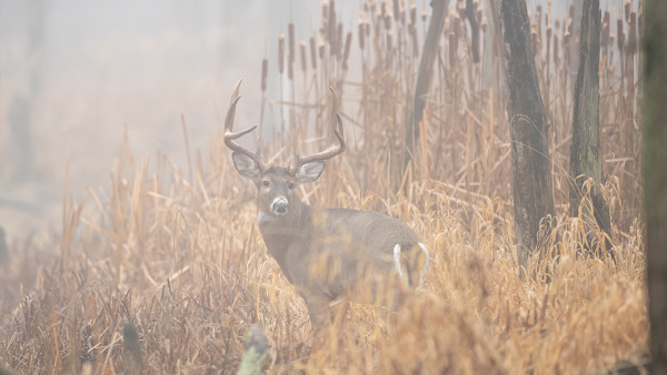 3 Ways to Hunt Mornings in October