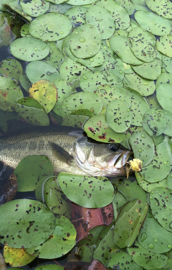 Why Bass? Pro Anglers Reflect on America's Favorite Fish