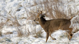 Ask Wired To Hunt: What’s Wrong With Hunting Trophy Bucks?