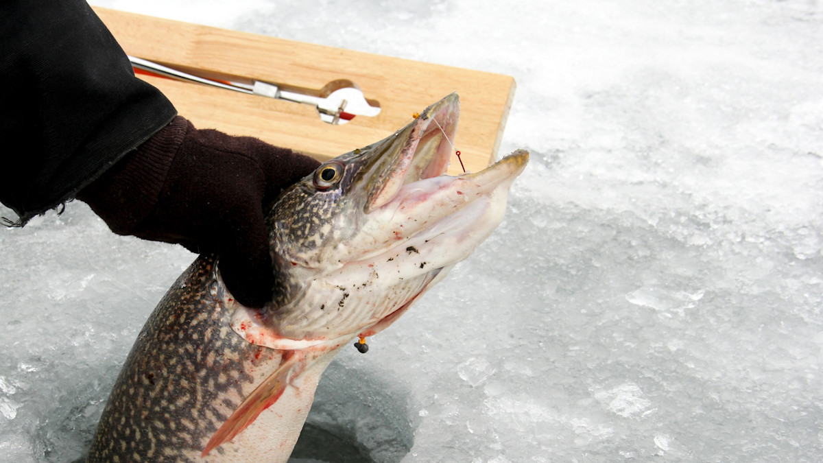 3 Tip-Up Setups to Catch More Fish Through the Ice