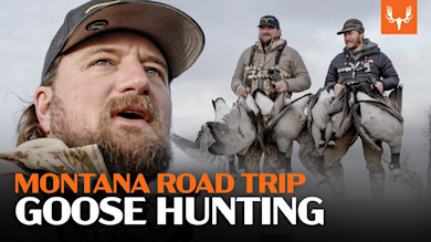 Montana Goose Hunting Road Trip