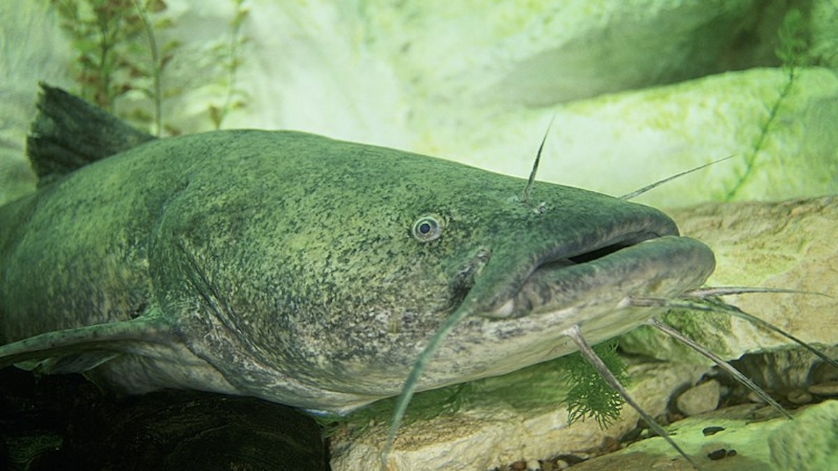 How to Catch Flathead Catfish