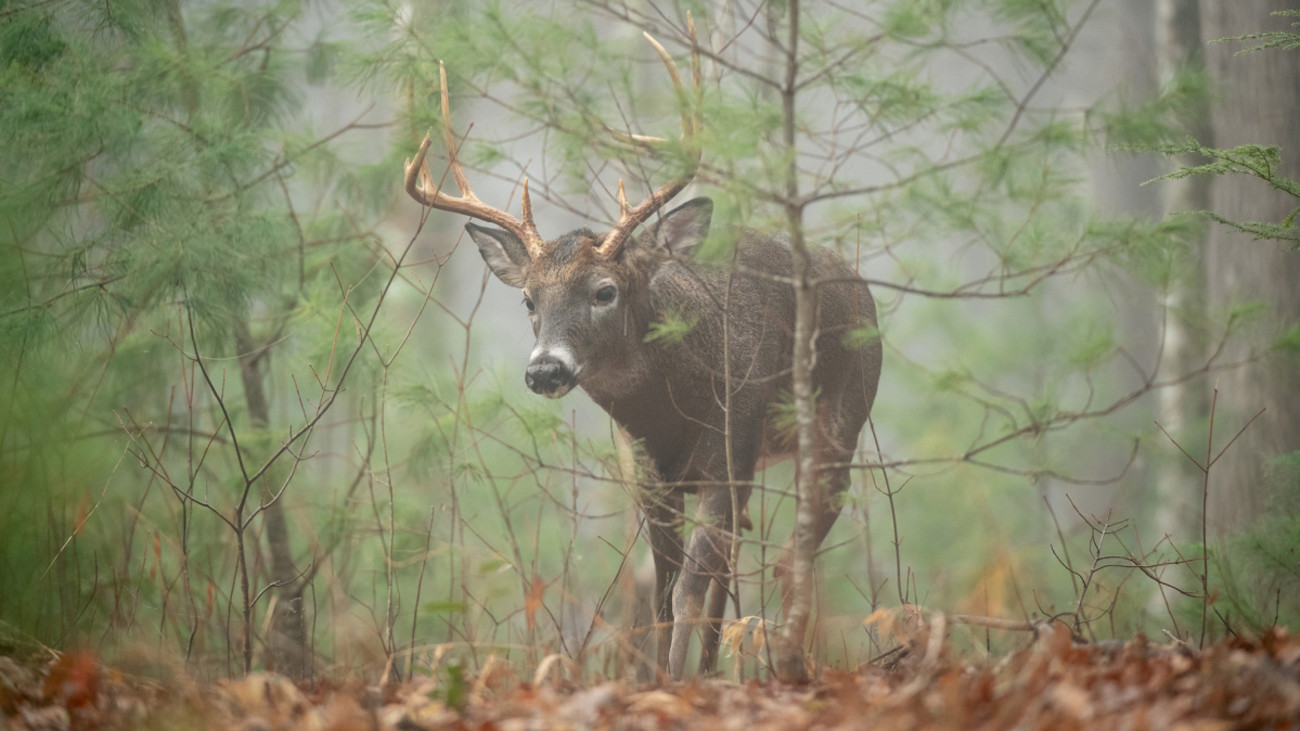 Barometer And Deer Movement at Donna Champion blog