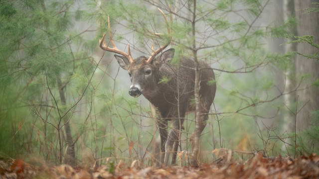 What Barometric Pressure is Best for Deer Hunting 