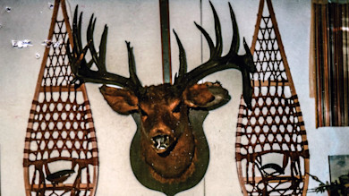 Mounted deer head with large antlers between two wooden snowshoes on wall