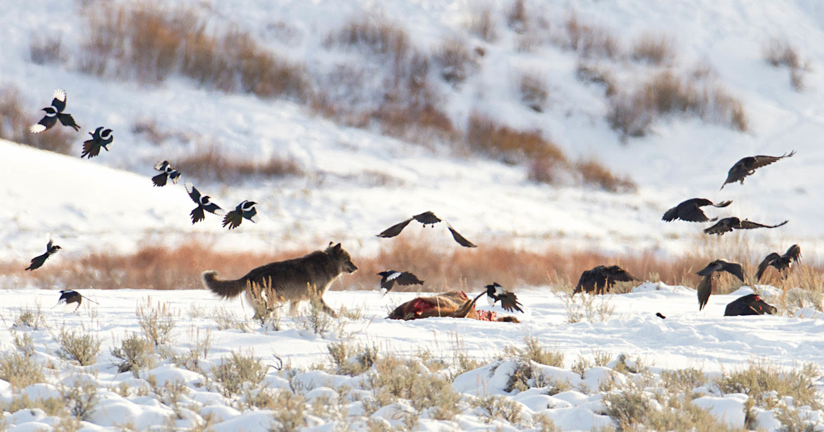 Can Large Carnivores Control CWD? Can Large Carnivores Control CWD?