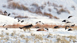 Wolf,_magpies,_and_ravens_at_carcass_near_Soda_Butte_(24257180111) Jim Peaco-2.jpg