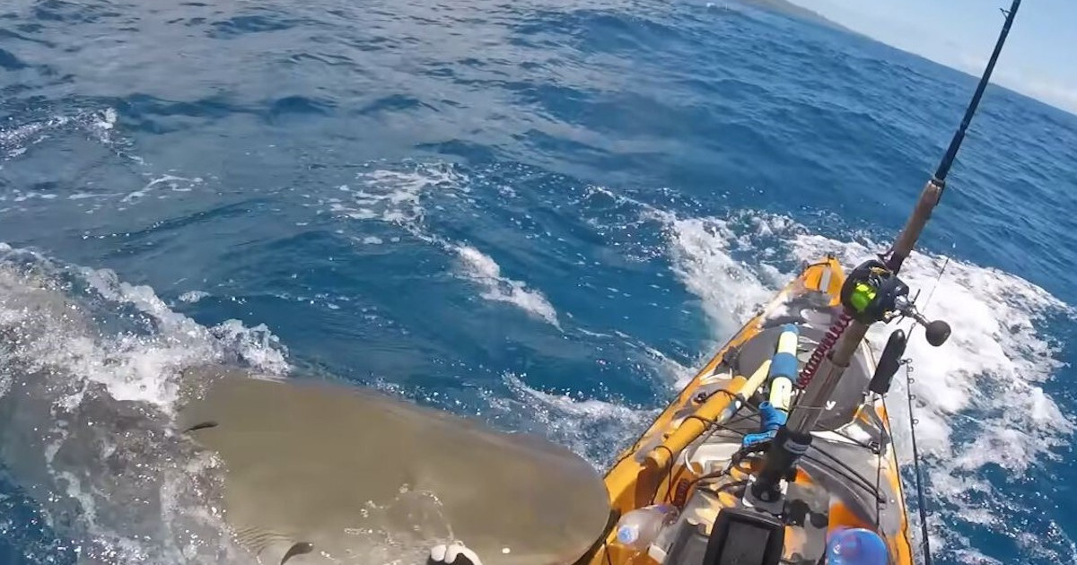 Anglerfish Attack Watch: Angler Narrowly Survives Tiger Shark Attack | MeatEater Fishing