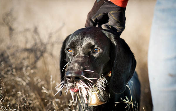 field care porcupine quills bird dog