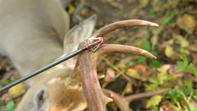 What Whitetails Can Teach You About Hunting Ethics