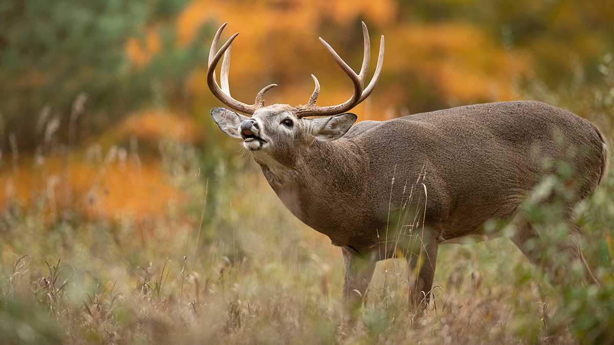 How To Kill A Whitetail Buck In Late November | MeatEater Wired To Hunt