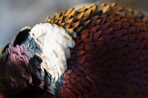 Upland Hunting in 2018: Top States and Public Land Hot Spots