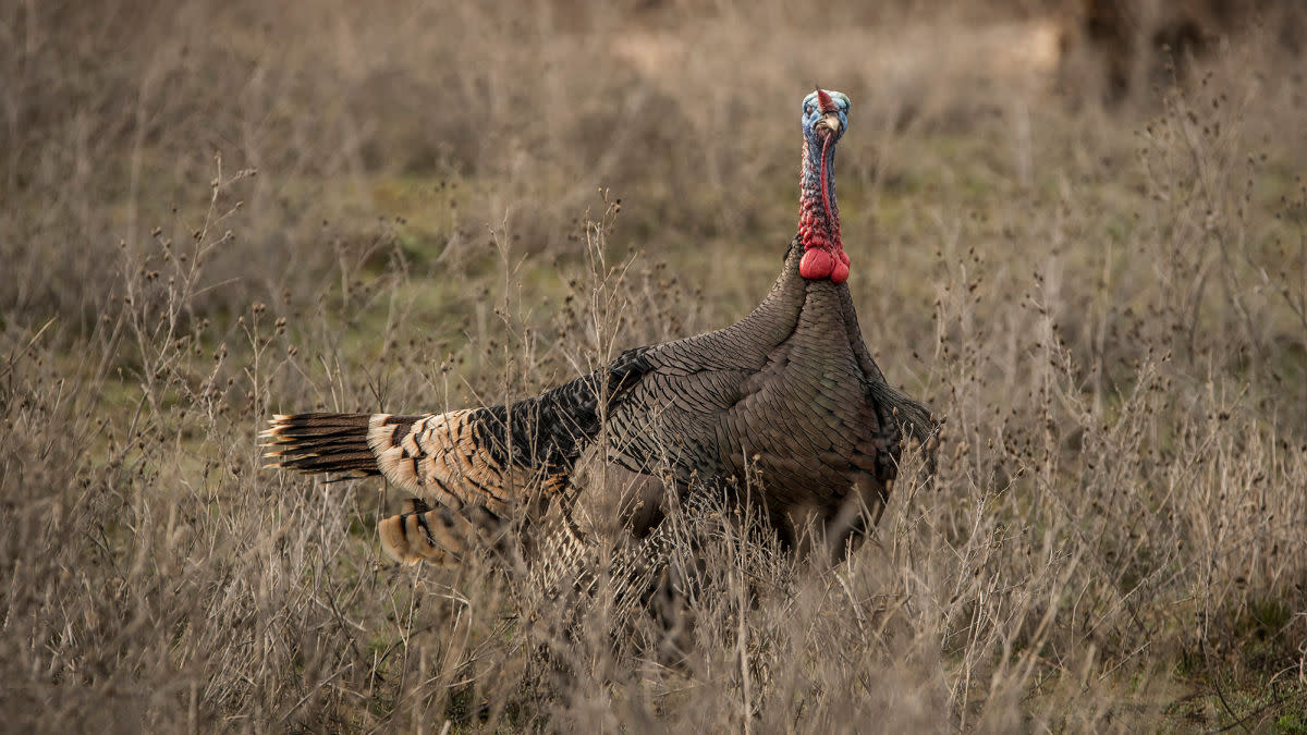 Fall Turkey Hunting Tips