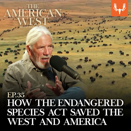 HOW THE ENDANGERED SPECIES ACT SAVED THE WEST AND AMERICA; man speaking into microphone over bison herd