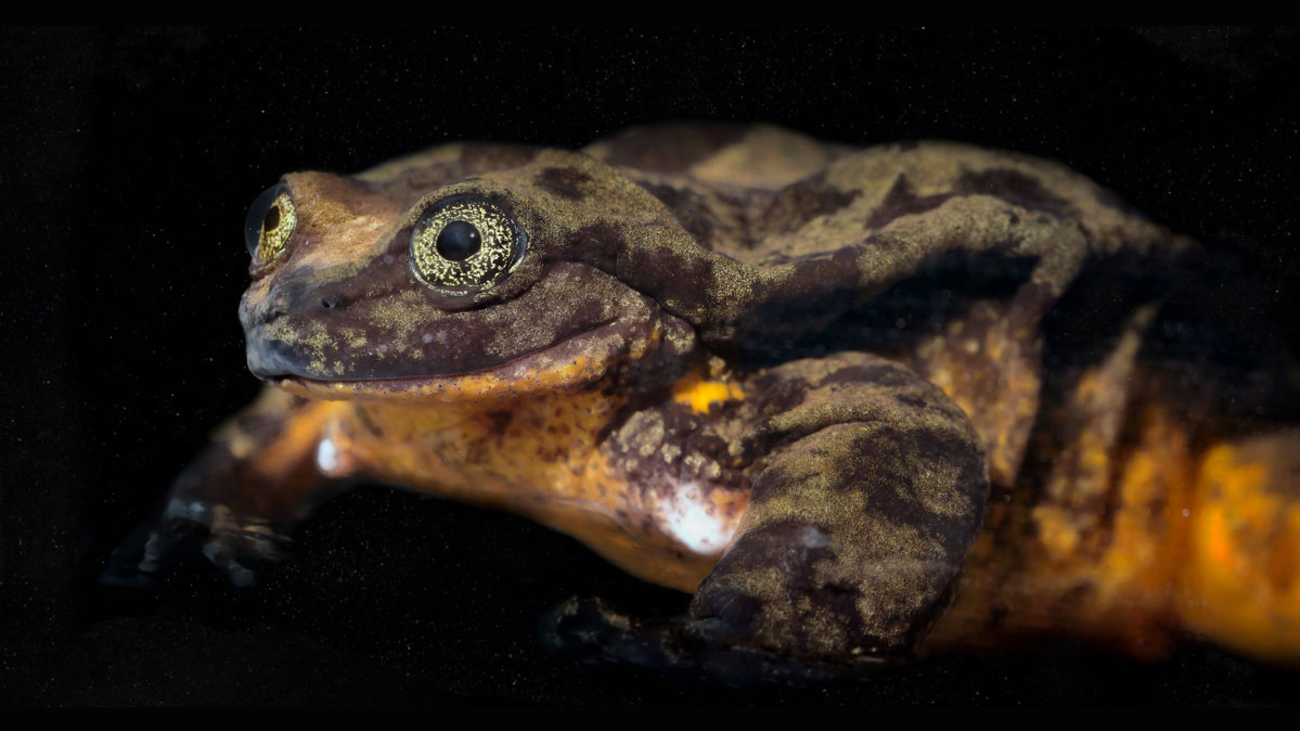 Romeo & Juliet: The World’s Loneliest Frog Finds a Mate