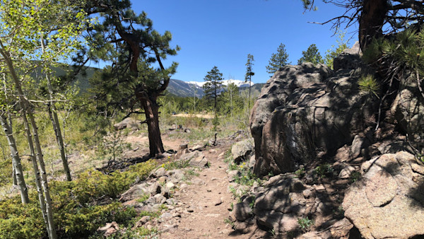 Authorities Dispatch Moose After it Injures Pregnant Hiker