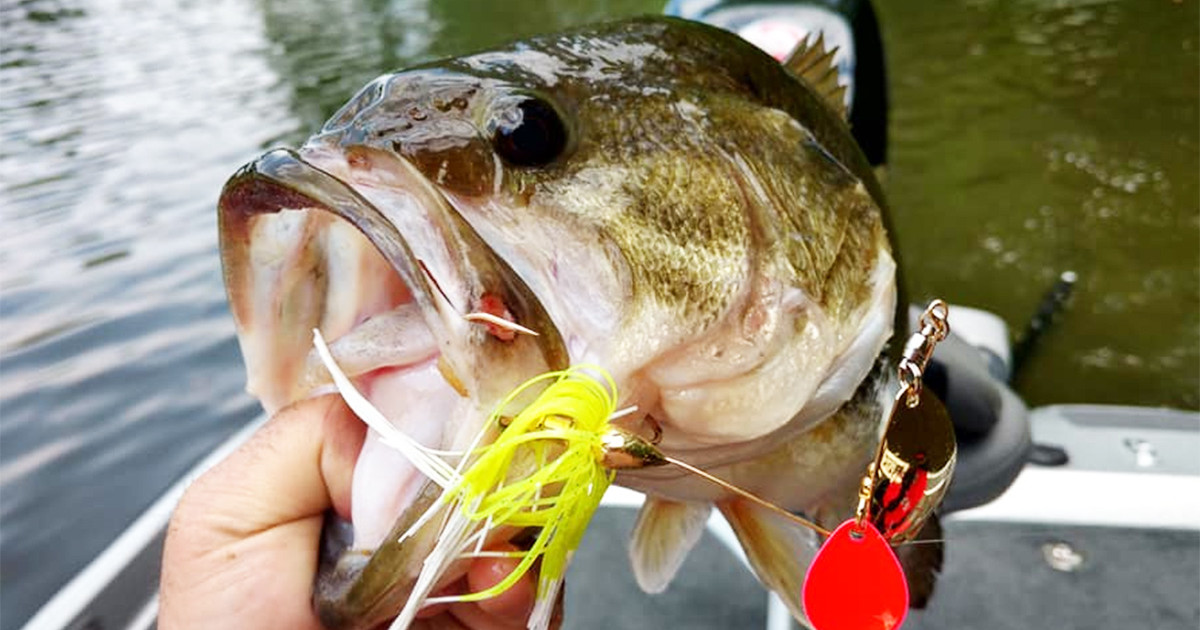 Bass-ic Instinct: Don't Ever Put Spinnerbaits Out To Pasture