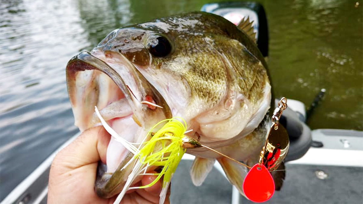 Spinnerbaits in the Fall: Ripping the V-9 - Megabass