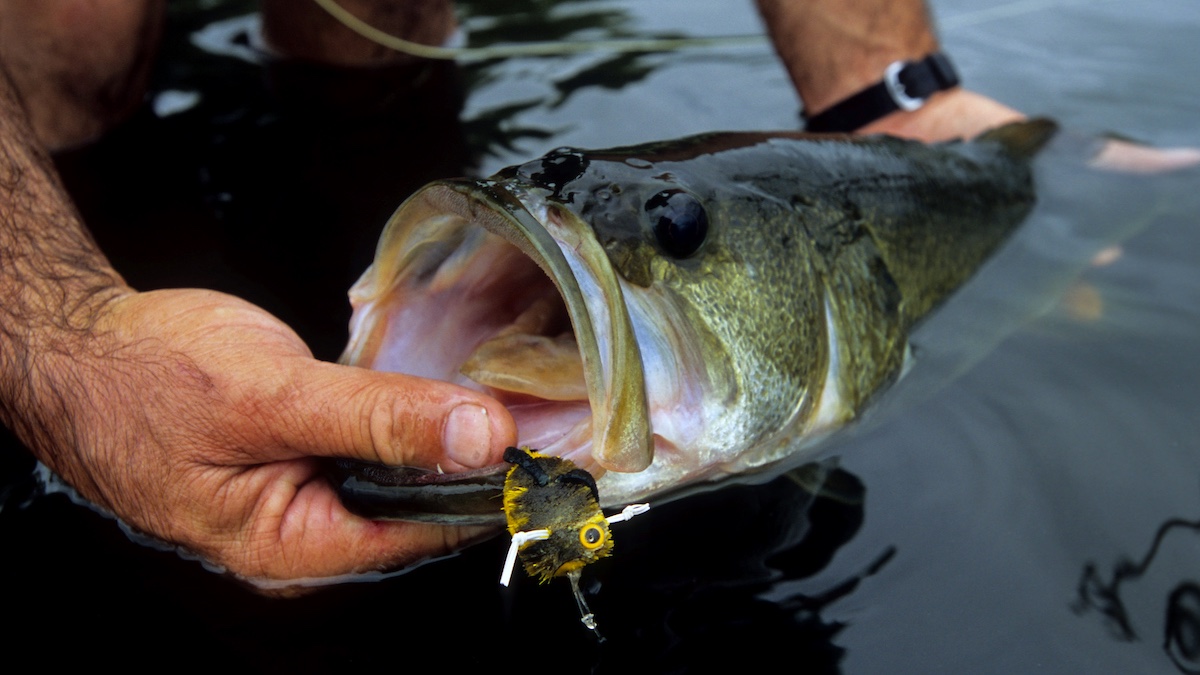 best thing to feed bass in a pond