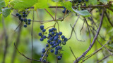How to Forage for Wild Grapes
