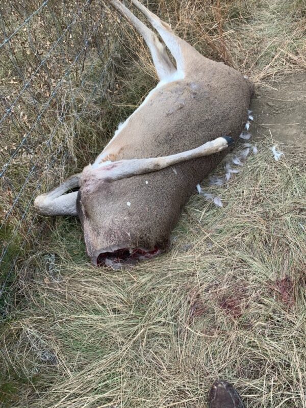 high fence poacher