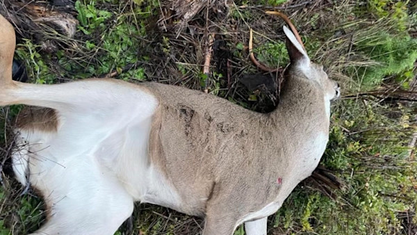 The Mysterious Case of a Hard-Antlered Doe