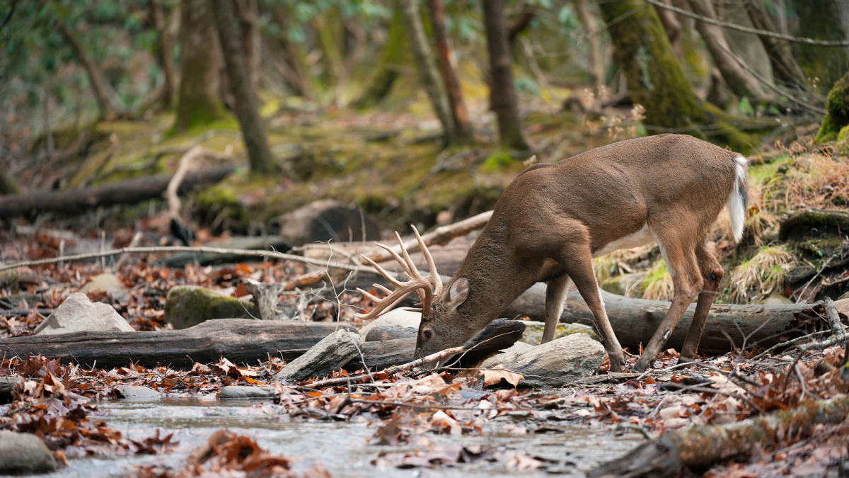 How To Kill A Whitetail Buck Hunting Water | MeatEater Wired To Hunt