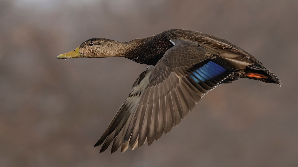 black duck