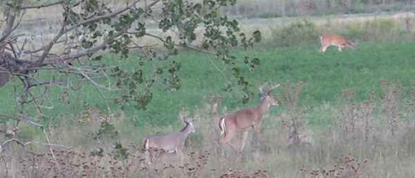 Wired to Hunt Weekly: New Spot, New Buck