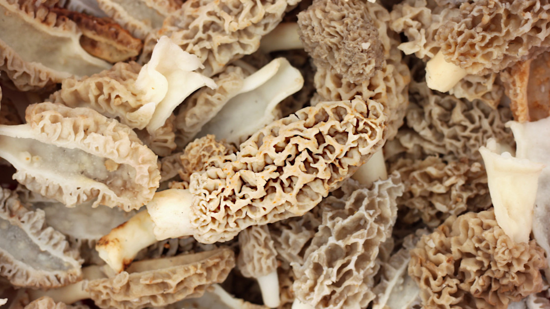 How to Find Morel Mushrooms in Every State MeatEater Wild Foods