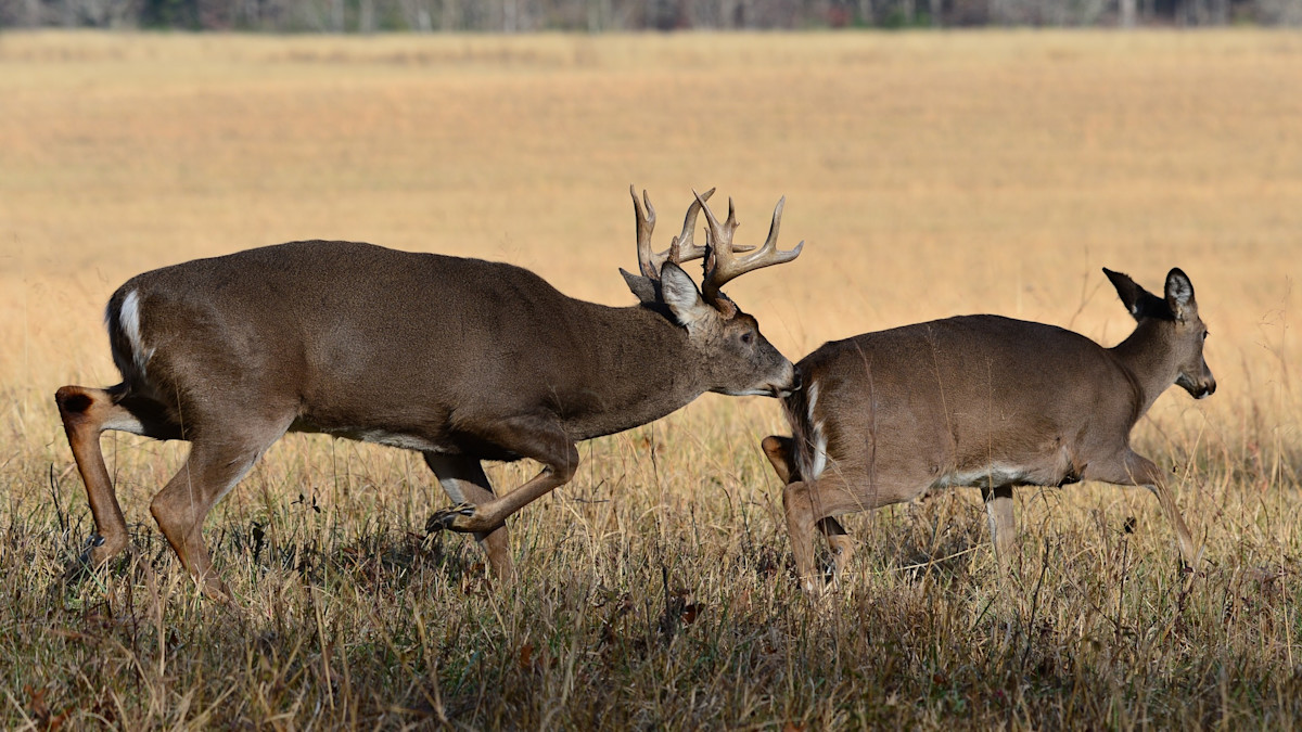 The Rut is Just Getting Started…Down South