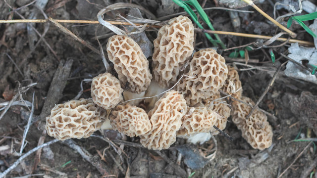 How long to soak morel mushrooms in saltwater