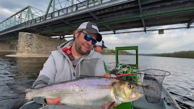 America Runs On Shad