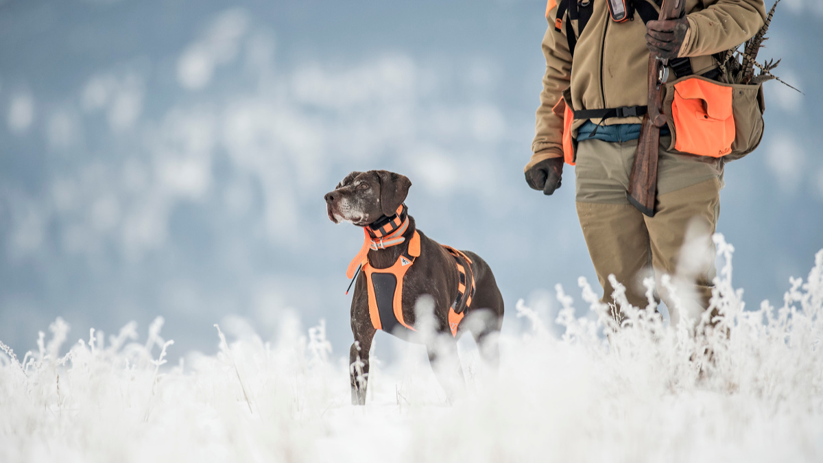 Best e collar shop for duck hunting