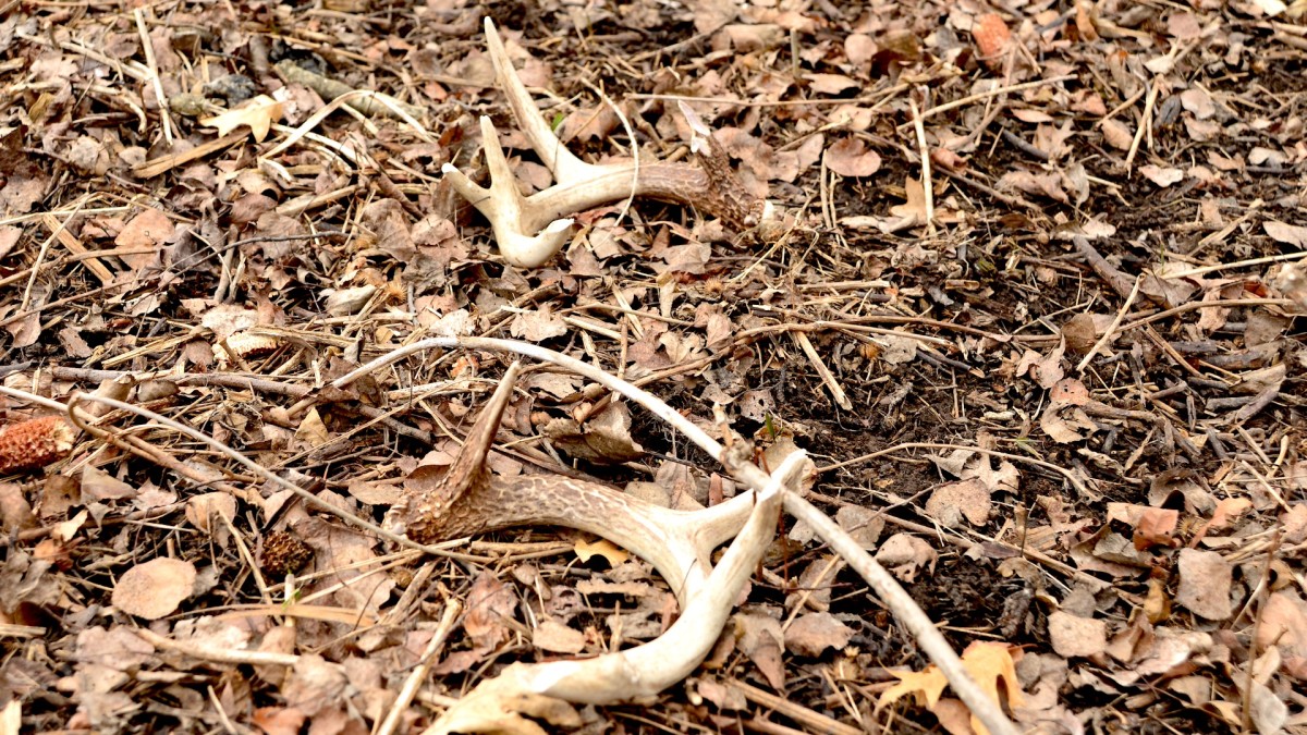 How to Find More Matched Sets of Shed Antlers This Winter