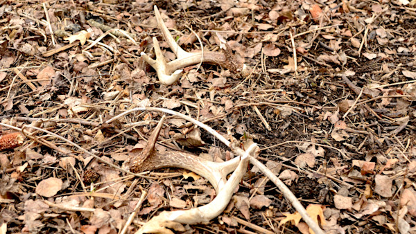 How to Find More Matched Sets of Shed Antlers This Winter