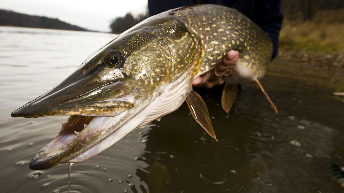 Pike Fishing in Shallow Waters