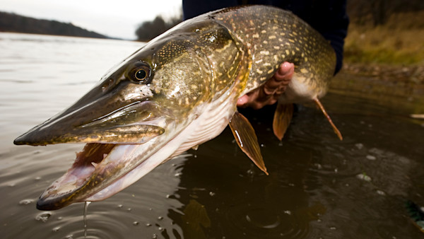 How to Catch Trophy Pike in The Fall