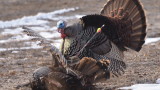 Bowhunting Turkeys Sucks, But You Should Do It Anyway
