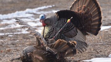 Bowhunting Turkeys Sucks, But You Should Do It Anyway