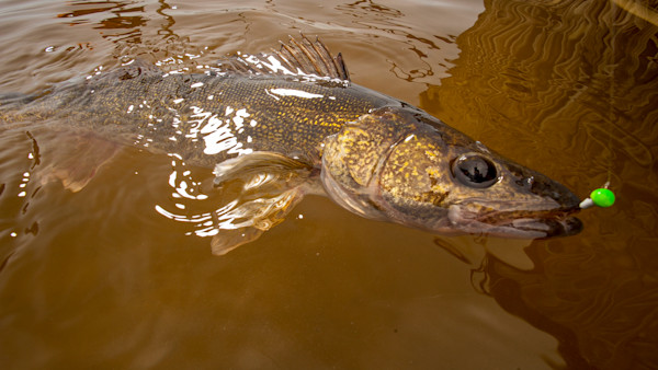 8 Best Jigs for Walleye