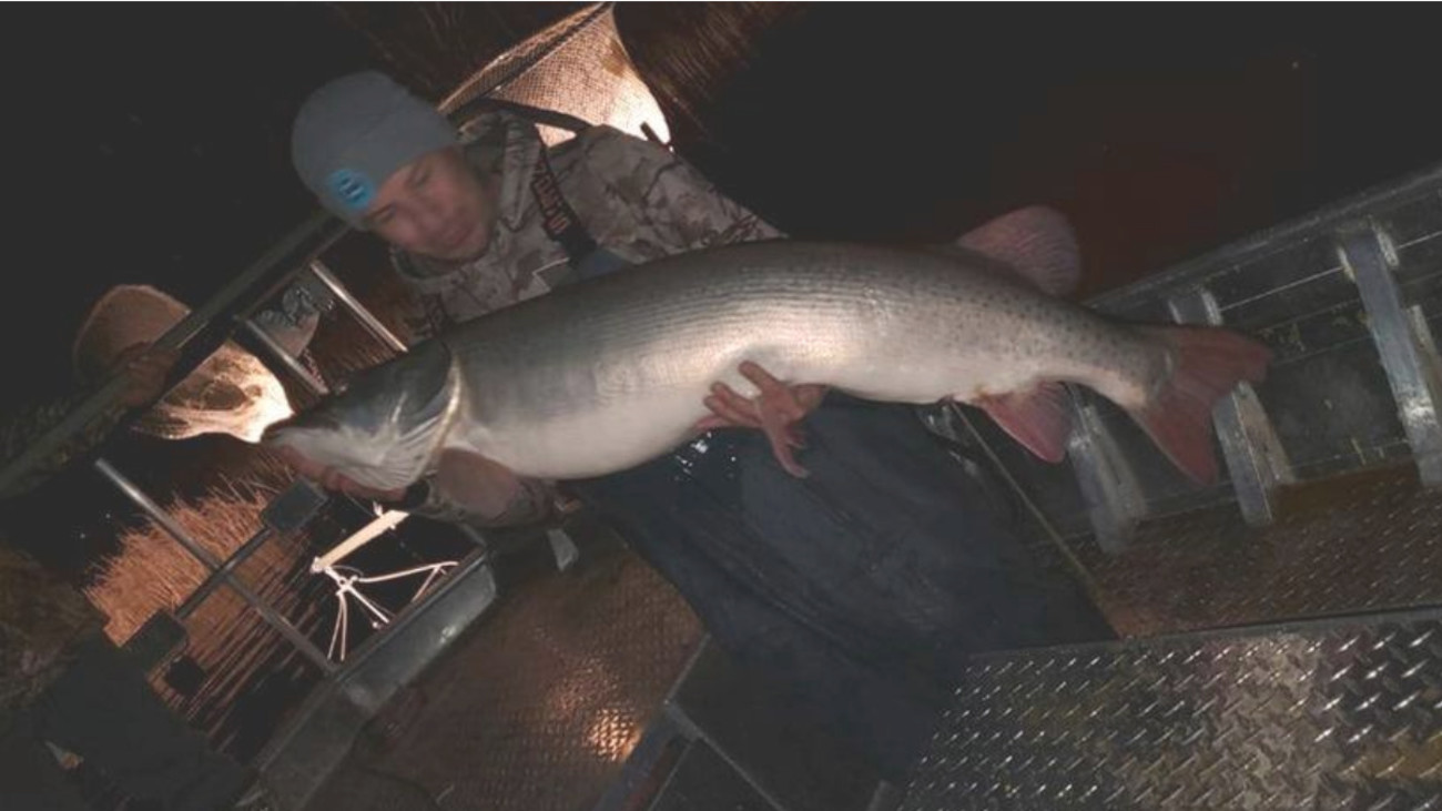 Potential World Record Muskie Caught and Released in Minnesota