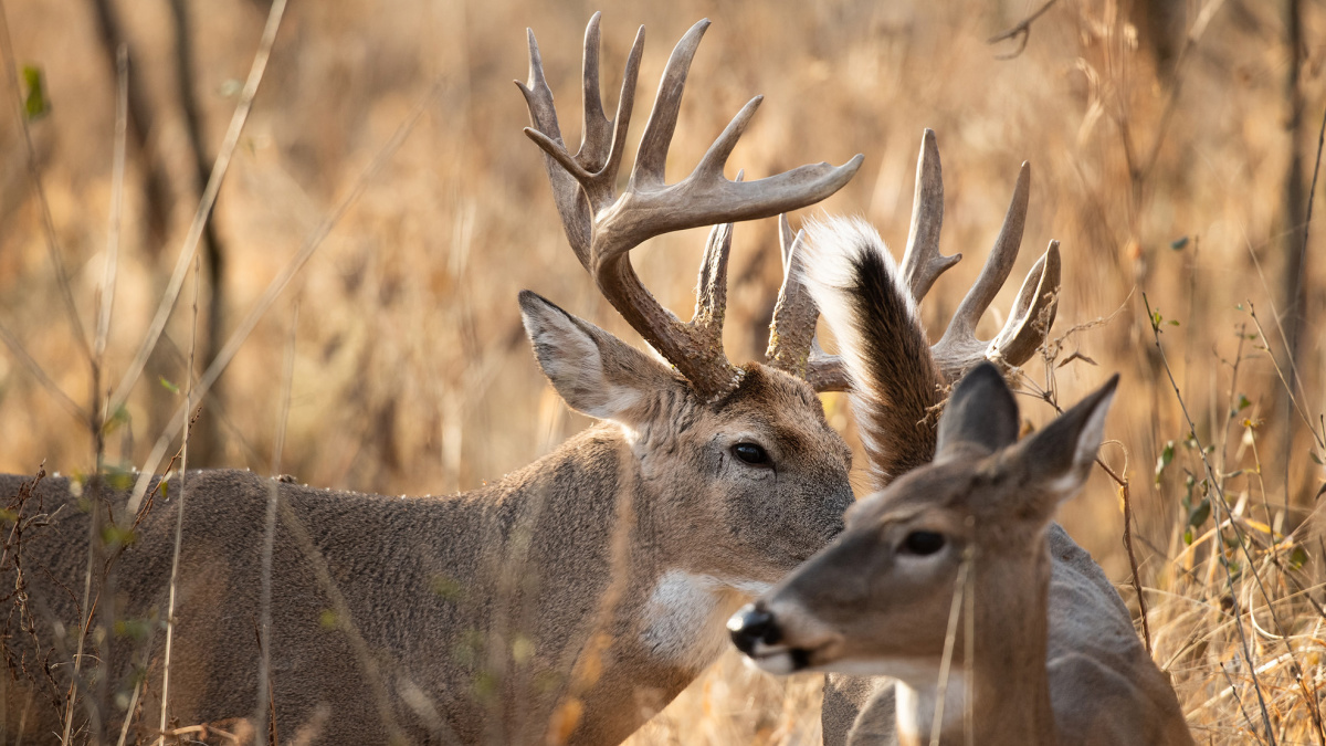 Rut Fresh Report: 11/17/2022 | MeatEater Wired To Hunt