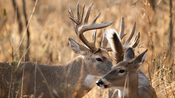 Rut Fresh Report: 11/17/2022