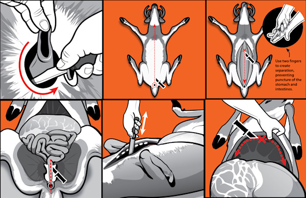 How to Gut a Deer