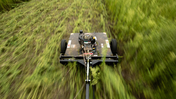 4 Eco-Friendly Ways to Manage Food Plot Weeds