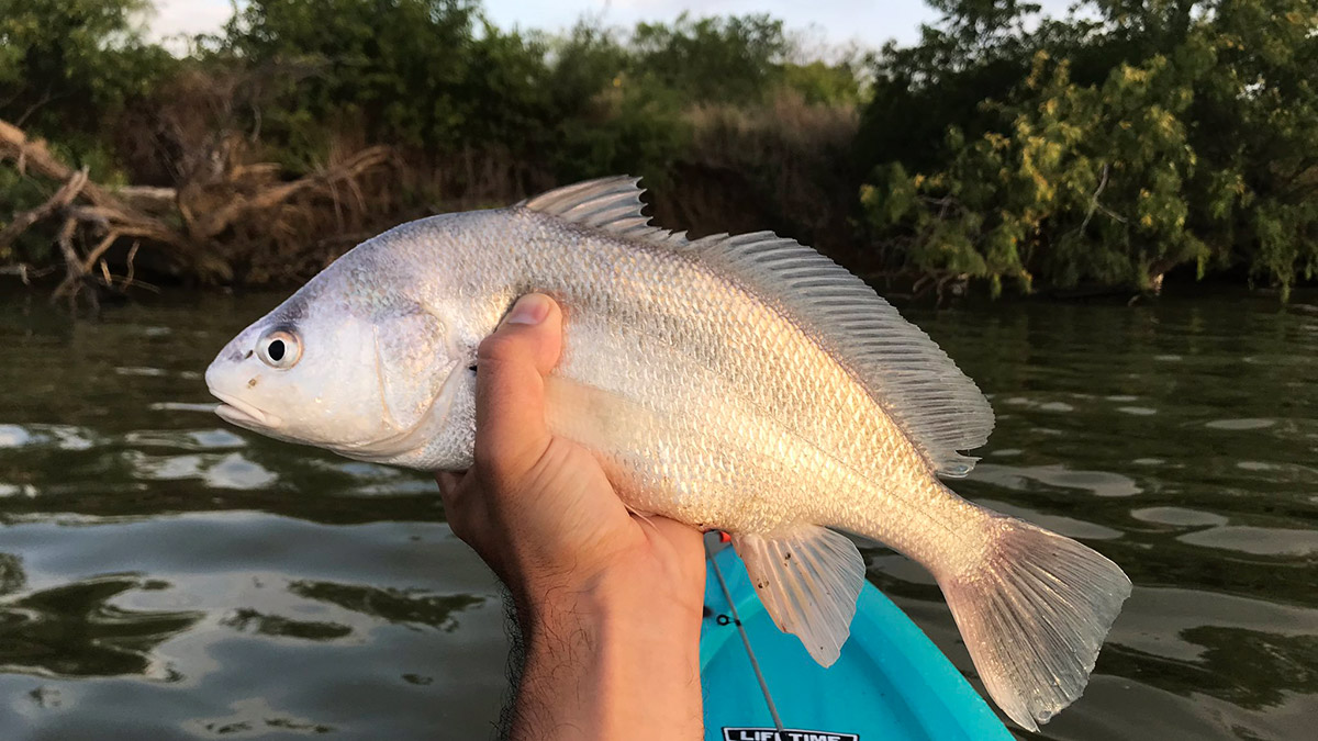 Pesca de tambor d'aigua dolça | Menjador de carnPesca de tambor d'aigua dolça | Menjador de carn  