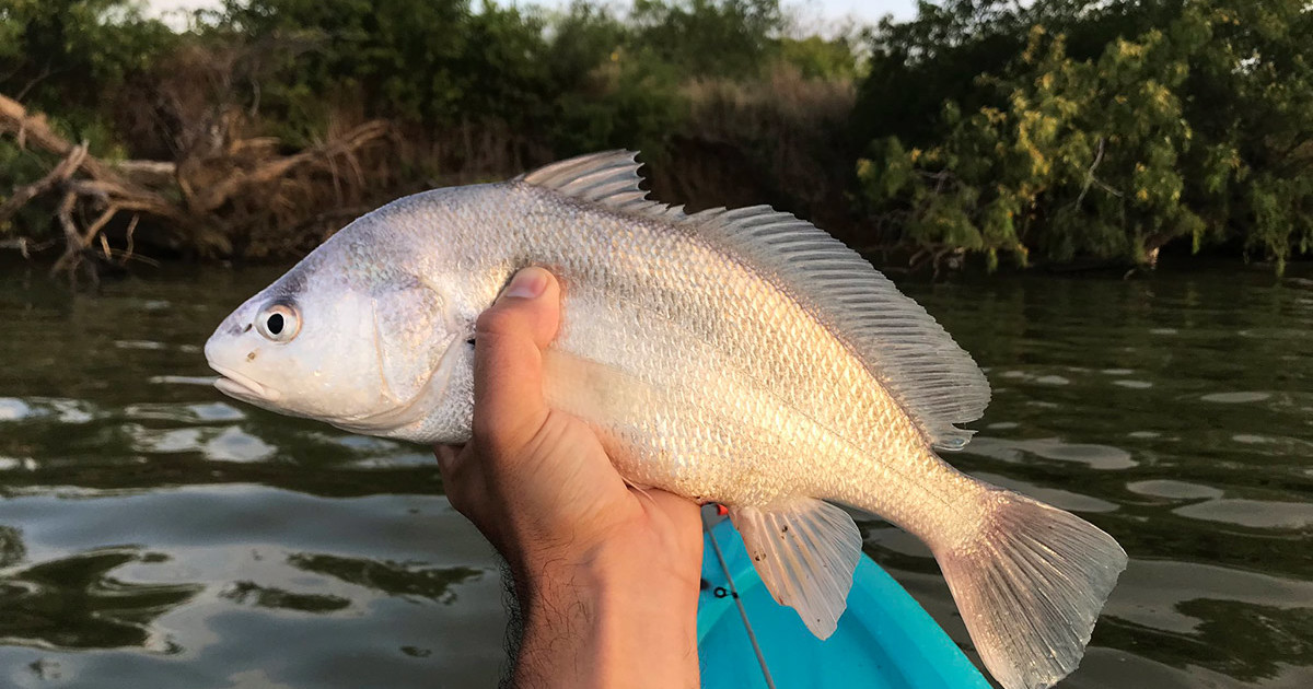 best fishing pole to fish drums 3 Pack Tooth Shield Tackle Carolina Drum Rig Redfish Rig Catfish [80lb Fluorocarbon What is the best rod