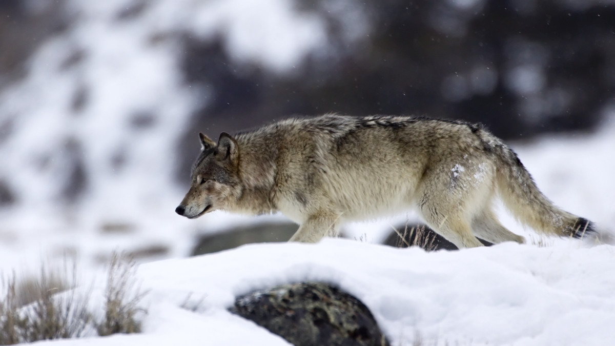 How One State Is Planning to Kill 700 Wolves